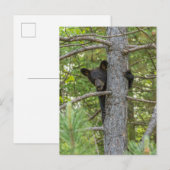 ベアキュブ登山ツリー ポストカード (正面/裏面)