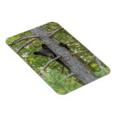 ベアキュブ登山ツリー マグネット (右側)