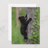 ベアキュブ登山Aツリー ポストカード (正面/裏面)