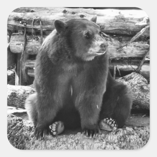 ベアステッカー スクエアシール (正面)