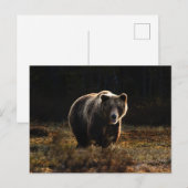 ベアポストカード ポストカード (正面/裏面)