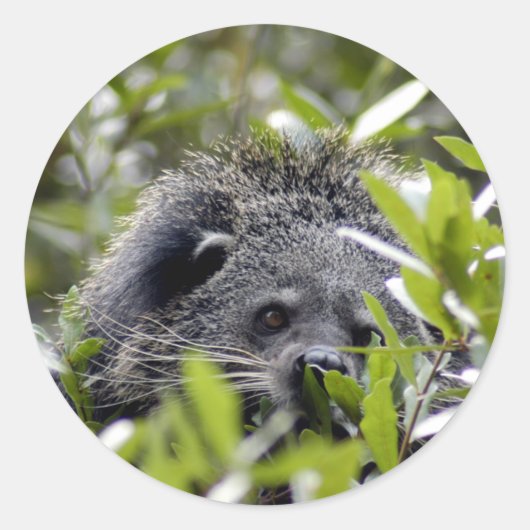 ベアーキャットシール ラウンドシール (正面)