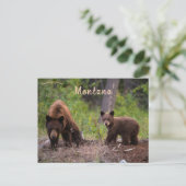 ベアーズイン大きい石バレーモンタナUSA ポストカード (スタンド正面)