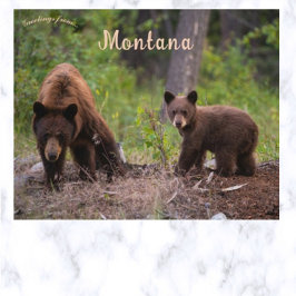 ベアーズイン大きい石バレーモンタナUSA ポストカード