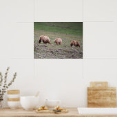 ベアーズ三枚写真 ポスター (キッチン)