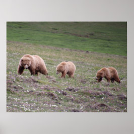 ベアーズ三枚写真 ポスター