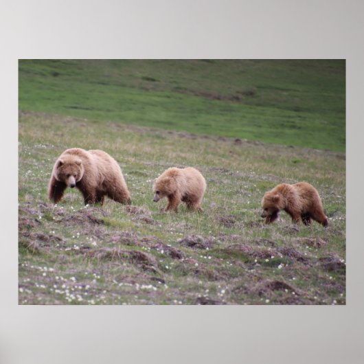 ベアーズ三枚写真 ポスター (正面)