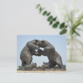 ベアーズ – ミシガン州ダンディー ポストカード (スタンド正面)