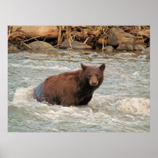 ベアー氏 ポスター