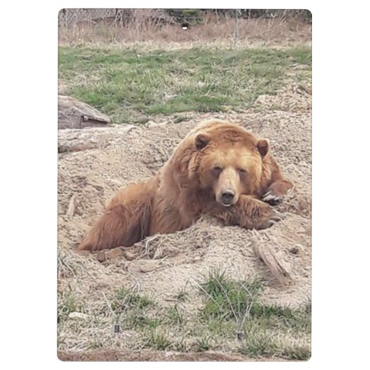 ベア昼寝 クリップボード (裏面)