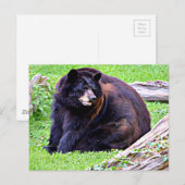 ベア（黒） ポストカード (正面/裏面)