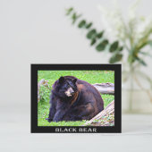 ベア（黒） ポストカード (スタンド正面)