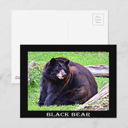 ベア（黒） ポストカード (正面/裏面)