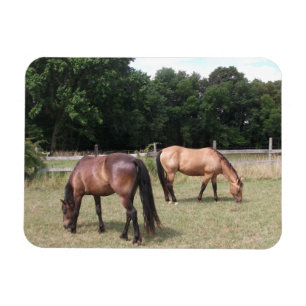 ベイとダンの馬の牧草地での放牧 マグネット