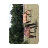 ベイとダンの馬の牧草地での放牧 マグネット (縦)