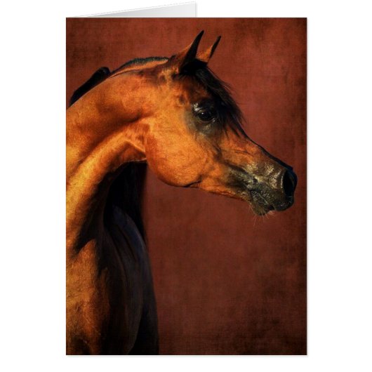 ベイアラビアンホース (正面)