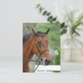 ベイアラブ馬はがき ポストカード (スタンド正面)