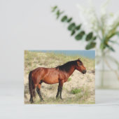 ベイコローラの雄駒 ポストカード (スタンド正面)