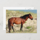 ベイコローラの雄駒 ポストカード (正面/裏面)