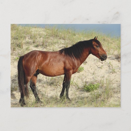 ベイコローラの雄駒 ポストカード (正面)