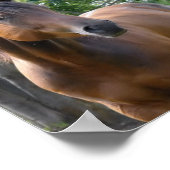 ベイサラブレッドホースポスタープリント ポスター (角)