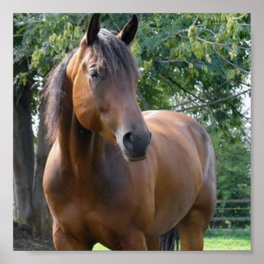 ベイサラブレッドホースポスタープリント ポスター (正面)