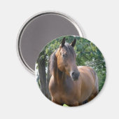 ベイサラブレッド馬のラウンドマグネット マグネット (正面/裏面)