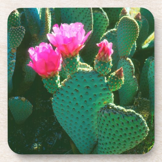 ベイバーテイルサボテンの花 コースター (正面)