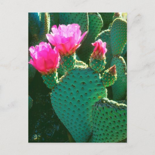 ベイバーテイルサボテンの花 ポストカード (正面)