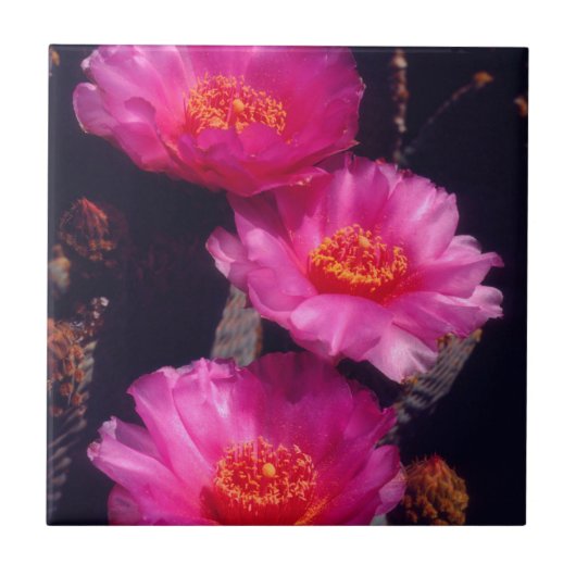ベイバーテイルサボテンの花 2 タイル (正面)