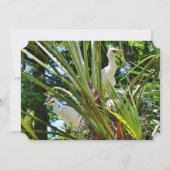 ベイビー・バーズ 招待状 (正面)