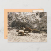 ベイビー & ママ リス ポストカード (正面/裏面)