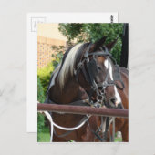 ベイピントアミッシュ乳母車ホース ポストカード (正面/裏面)