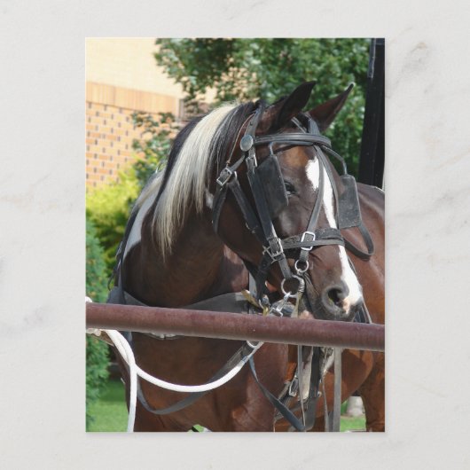 ベイピントアミッシュ乳母車ホース ポストカード (正面)