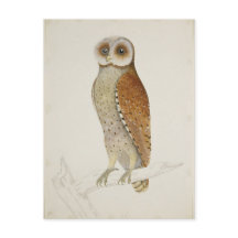 ベイフクロウはどうだ？