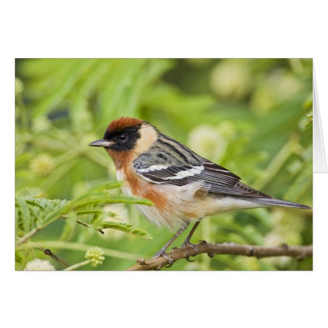 ベイブレストのウォーブラー（デンドロイカスタネア）大人 (正面横)