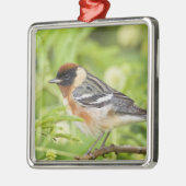 ベイブレストのウォーブラー(デンドロイカスタネア)大人 メタルオーナメント (左)