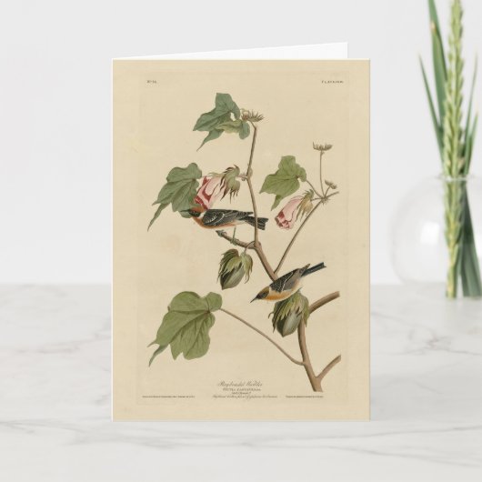 ベイブレストのウグイス – オードボンズ・バード・オブ・アメリカ カード (正面)