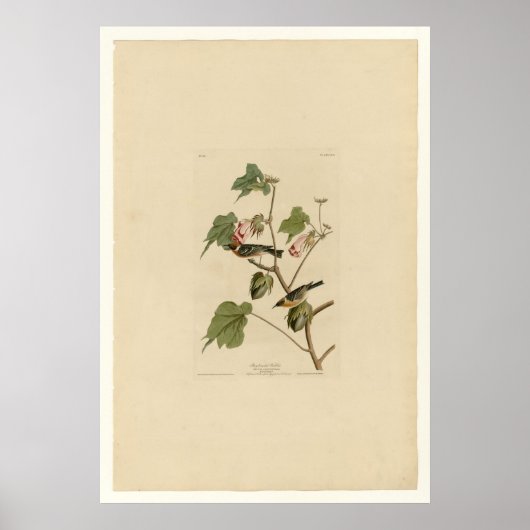 ベイブレストウォーブラー ポスター (正面)