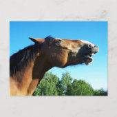 ベイホースが空中に泣き叫ぶ ポストカード (正面)