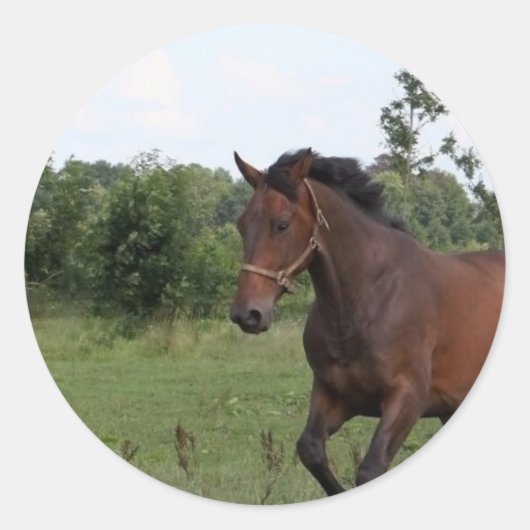 ベイホースのシール ラウンドシール (正面)