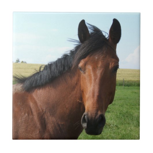 ベイホースの牧草地 タイル (正面)