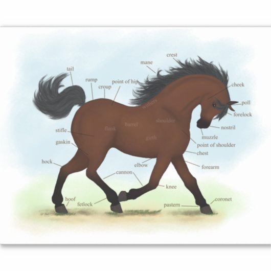 ベイホースまたはポニー馬術解剖図 シール (正面)