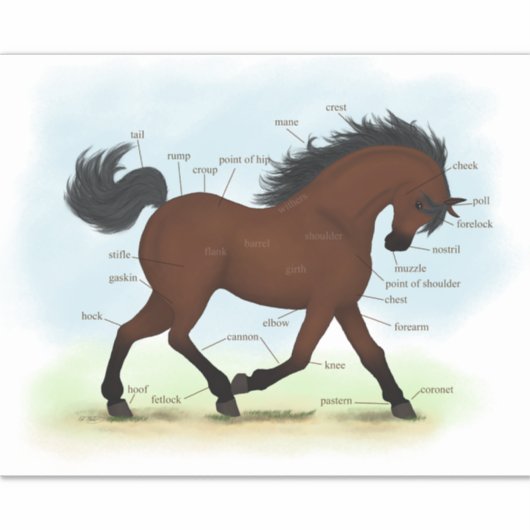 ベイホースまたはポニー馬術解剖図 シール (正面)