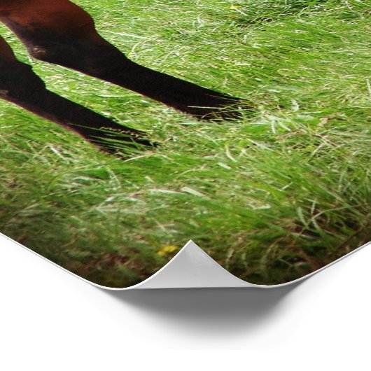 ベイホース探し ポスター (角)