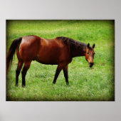 ベイホース探し ポスター (正面)