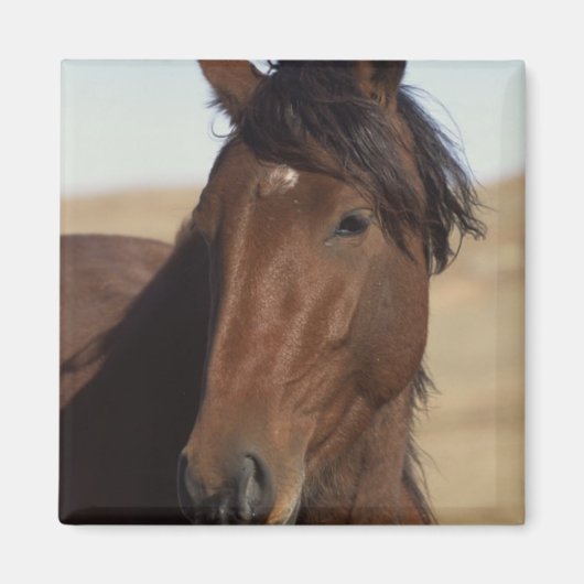 ベイホース風 マグネット (正面)