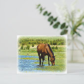 ベイホース ポストカード (スタンド正面)