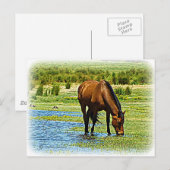 ベイホース ポストカード (正面/裏面)