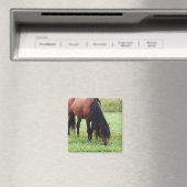 ベイポニー、馬、放牧磁石 マグネット (インサイチュ (食洗機))